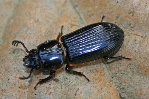 Passalus tlaxcala